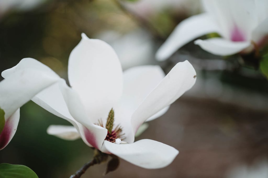 Aldridge gardens blooms